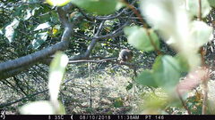 Junco hyemalis mearnsi