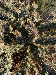 Cylindropuntia
