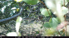 Junco hyemalis mearnsi