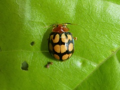 Alagoasa exquisita