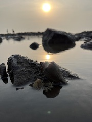 Volegalea cochlidium