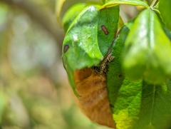 Protopolybia exigua
