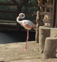 Phoenicopterus roseus