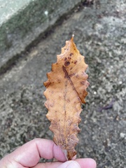 Quercus muehlenbergii