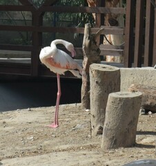 Phoenicopterus roseus