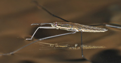 Aquarius najas