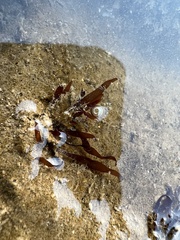 Rhodophyta