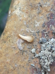 Neoasterolepisma wasmannii