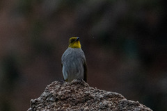 Pycnonotus xantholaemus