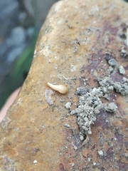 Neoasterolepisma wasmannii