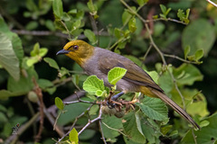 Pycnonotus xantholaemus