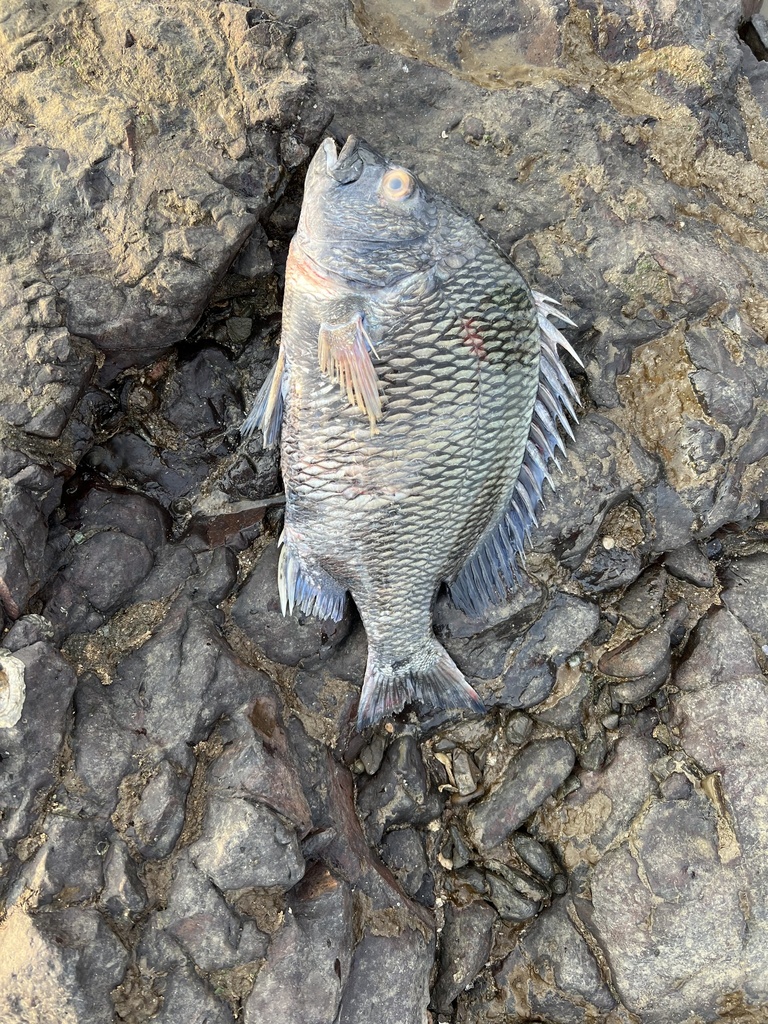 Picnic seabream