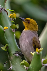 Pycnonotus xantholaemus