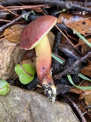 Hortiboletus rubellus