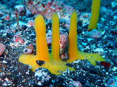 Ciocalypta penicillus