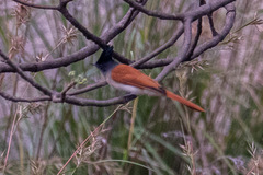 Terpsiphone paradisi