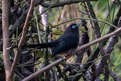 Phaenicophaeus viridirostris