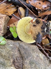 Hortiboletus rubellus