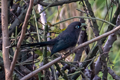 Phaenicophaeus viridirostris