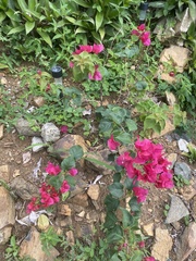 Bougainvillea