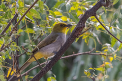 Pycnonotus xantholaemus