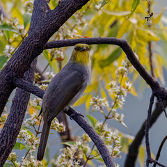 Pycnonotus xantholaemus