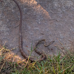 Platyceps bholanathi
