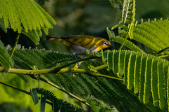 Zosterops palpebrosus