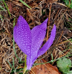 Crocus nudiflorus