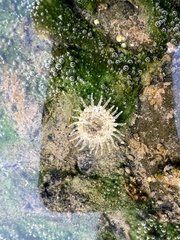 Anthopleura dixoniana