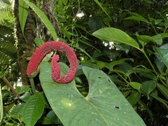 Anthurium panamense