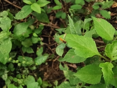Toxomerus floralis
