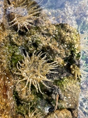Anthopleura dixoniana