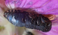 Nothomorpha