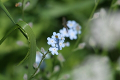 Myosotis alpestris