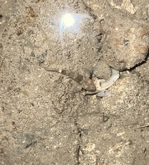 Bathygobius cotticeps