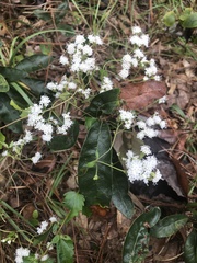Ageratina jucunda