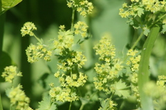 Alchemilla vulgaris