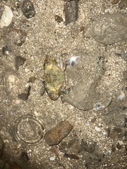 Thalamitinae