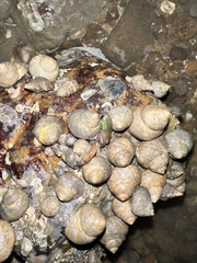 Alpheidae