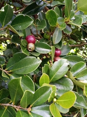 Psidium
