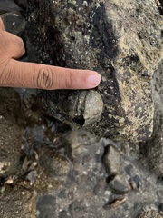 Megabalanus