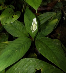Spathiphyllum