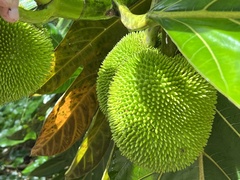 Artocarpus