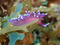 Coryphellina arveloi