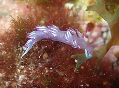 Flabellina llerae