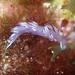 Flabellina llerae - Photo (c) Sylvain Le Bris, some rights reserved (CC BY-NC), uploaded by Sylvain Le Bris