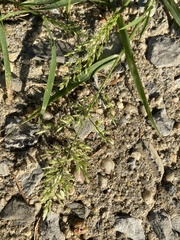 Eragrostis