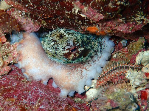 Common Octopus