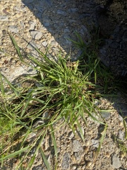 Eragrostis